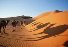 Adrar abritera le Festival international du tourisme saharien en novembre prochain
