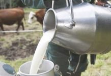 Boumerdès : production de plus de 36 millions de litres de lait frais en 2025