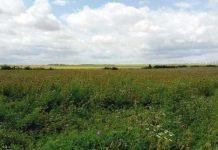 Oran : déclassement de 152 hectares de terres agricoles pour la réalisation d’un complexe sidérurgique