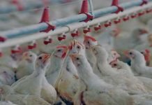 Elevage de poulets : L’OFAAL dénonce l’utilisation abusive de médicaments et d’antibiotiques Prix des viandes blanches : Henni lance "un dernier avertissement" aux acteurs de la filière