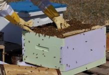 Un projet lancé à Oran pour améliorer la race d’abeilles locale production de miel