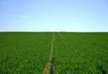 Agriculture : plus de 370.000 ha emblavés à ce jour superficie emblavée