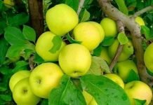 Pommes : production de plus de 12.000 quintaux à Aflou et Laghouat