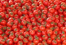 Tomate industrielle : plus de 1,2 million de quintaux récoltés à Relizane