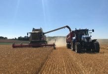 L’Algérie achète 200.000 tonnes d’orge fourragère Aliments pour bétail : L'Algérie achète environ 100 000 tonnes d'orge