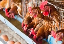 Grippe aviaire : plus de 20 millions de doses de vaccin disponibles Le ministère de l'Agriculture et du Développement Rural, a démenti formellement, jeudi, dans un communiqué, l’information relative à l'importation de poules pondeuses.