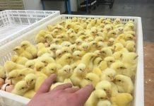 Intrants avicoles : les importations en provenance d’Espagne de nouveau autorisées Filière avicole: Des poussins au prix de 80 dinars fournis aux éleveurs