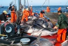 Algérie : un fonds d’indemnisation des pêcheurs pour cause d’intempéries et de repos biologique