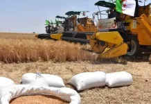 Céréales : 1,05 million de quintaux collectés à Relizane