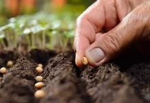 Algérie : Un programme pour réduire progressivement l’importation de semences et de plants Agriculture : la banque de gènes sera bientôt créée