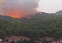 Lutte contre les feux de forêt : lancement du projet de mise en place d’un système d’alerte précoce à Bejaia