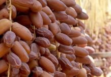 Salon international des dattes à Alger : du 25 au 27 novembre avec 150 exposants nationaux et étrangers