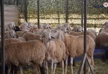 Illizi : Plus de 11.500 têtes de bétail introduites via le commerce de troc en 2025