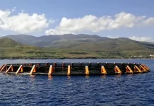 Aquaculture : des opérateurs saoudiens et chinois intéressés par l’investissement en Algérie Aquaculture : relance de la production d'aliments pour poissons en 2025