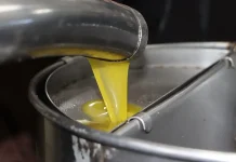 Huile d’olive : plus de 5,6 millions de litres produits à Batna