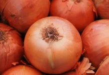 Production de plus de 133.000 quintaux d’oignon sec à Aflou