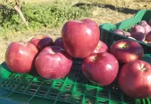 Khenchela prévoit une récolte de près de 1,5 million de quintaux de pommes Khenchela prévoit une récolte de près de 1,5 million de quintaux de pommes