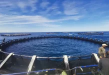 Aquaculture : un plan pour produire 4 000 tonnes de tilapia et 45 millions d’alevins Aquaculture : un plan pour produire 4 000 tonnes de tilapia et 45 millions d'alevins