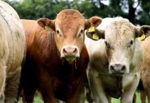 L’Algérie importe 2.000 bovins irlandais
