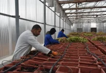 Banque des gènes, semences hydrides et OGM : Yacine Oualid s’exprime Cherfa : Intensifier la création de fermes agricoles de production de semences