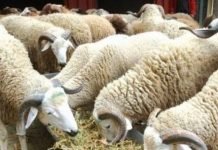 Alviar lance samedi la vente de moutons