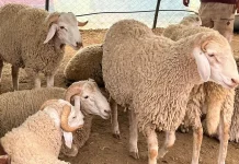 L’Algérie va importer des moutons d’Espagne, Roumanie, Brésil et Uruguay : l’opération se poursuivra jusqu’au 20 mai