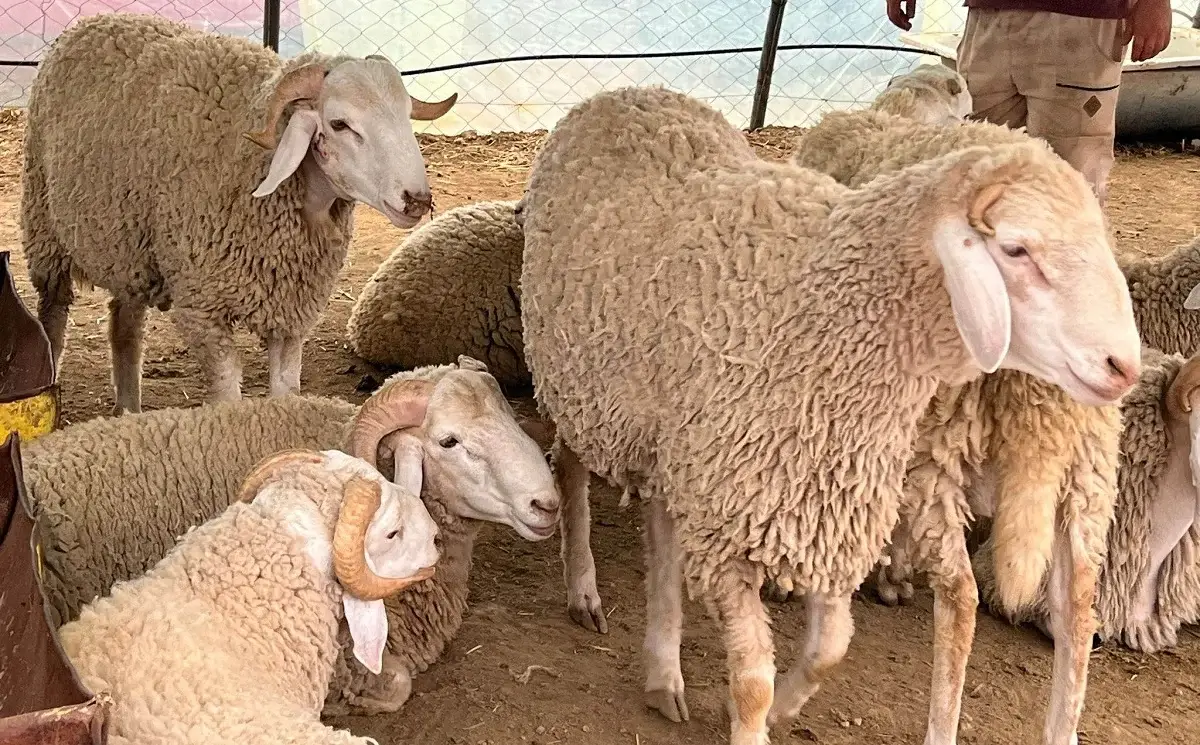 Aïd El Adha : l’Algérie va importer des moutons d’Espagne