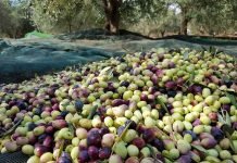Tizi-Ouzou accueille la 2e Fête de l’olivier du 7 au 9 avril