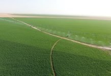 Ouargla : Plus de 80.000 hectares seront mis à la disposition des investisseurs pour la prochaine saison agricole