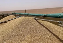 Céréales : l’Algérie prévoit une récolte de plus de 5 millions de tonnes
