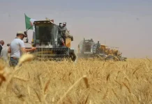 L’Algérie n’importera pas de blé dur en 2025 L'Algérie n'importera pas de blé dur en 2025