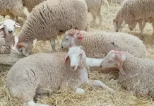 Aid El-Adha : Alviar ouvre deux points supplémentaires de vente de moutons à Alger Importation d'un million de moutons : les fournisseurs potentiels de l'opération et son coût