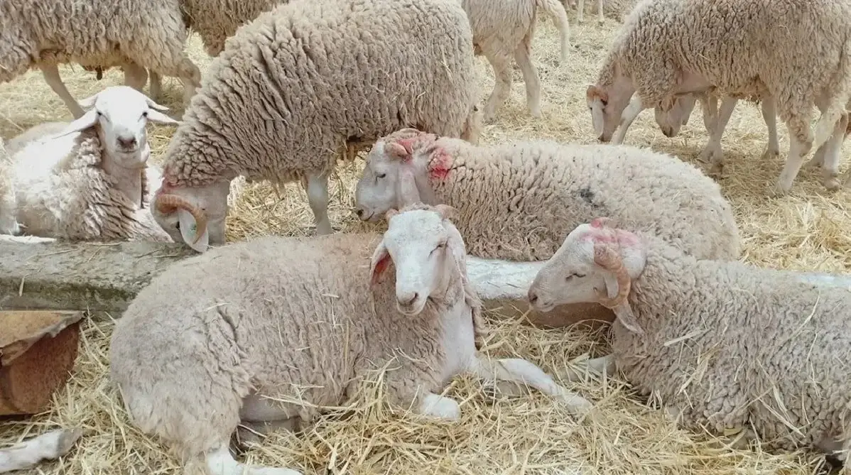 Importation d’un million de moutons : les fournisseurs potentiels de l’opération et son coût