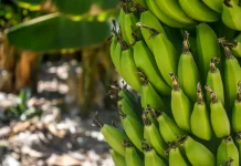 Algérie : deux projets pour produire localement des plants de bananiers et des semences Bananes : hausse de 34,29% des exportations équatoriennes vers l’Algérie
