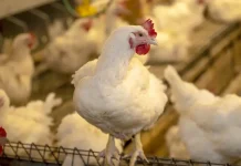 Convention entre l’ONAB et la Fédération nationale des aviculteurs pour garantir la stabilité des prix Volailles : vers la réduction de la durée d'élevage à 5 semaines minimum