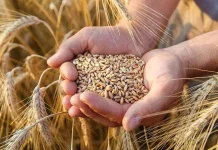 Céréales : plus de 1,3 million de quintaux récoltés à Médéa