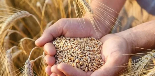 Algérie : les prévisions de production, d'importation et de consommation de céréales, selon l'USDA