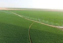 Baladna, Cevital et BF : Yacine Oualid et Mourad Adjal font le point sur le raccordement à l’énergie des grands projets agricoles du Sud