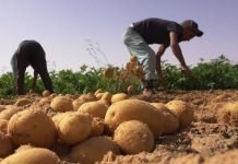 Pomme de terre : Laghouat prévoit une récolte de 1,2 million de quintaux