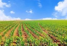 Foncier agricole : Le nouveau projet de loi prochainement soumis au Gouvernement