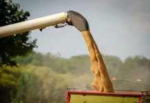 L’Algérie achète du blé et de l’orge lors d’appels d’offres limités à deux ports L’Algérie achète jusqu’à 570 000 tonnes de blé
