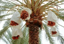 Dattes : Une série de mesures pour soutenir les producteurs et développer la filière