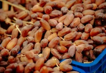 Avec 185.000 tonnes, l’Algérie en tête des exportateurs africains de dattes en volume Salon international des dattes : plus de 180 exposants attendus du 21 au 23 novembre à Alger