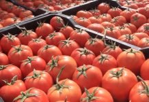 Tomate : le gouvernement annonce de nouvelles mesures pour la filière