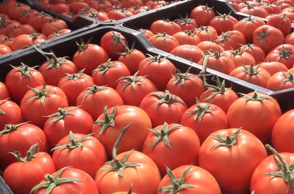 Tomate industrielle : 3,4 millions de quintaux récoltés à El Tarf