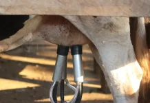 L’Algérie va importer des vaches laitières américaines Boumerdès : production de plus de 36 millions de litres de lait frais en 2025