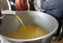 Huile d’olive : Plus de 12,6 millions de litres produits à Tizi-Ouzou