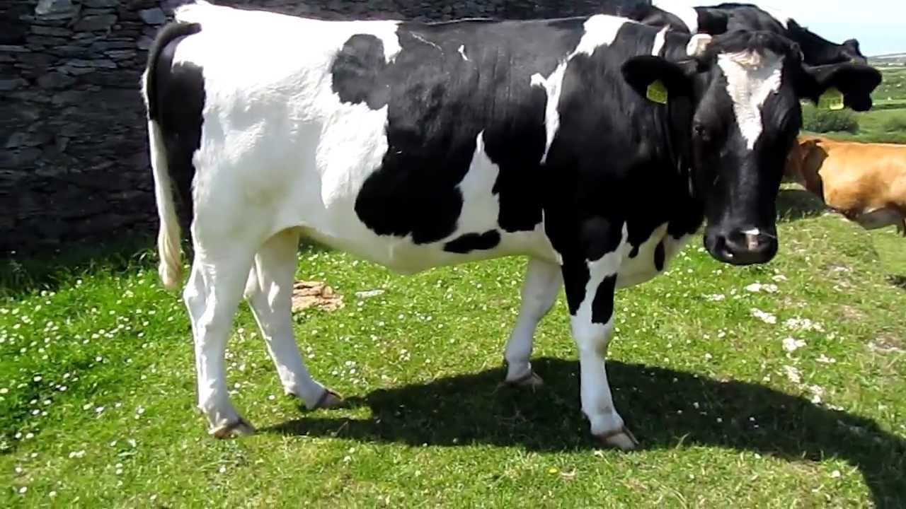 L’Algérie importe des vaches d’irlandaises