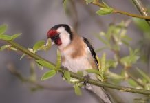 Constantine : le concours national du chardonneret élégant à partir de mardi prochain