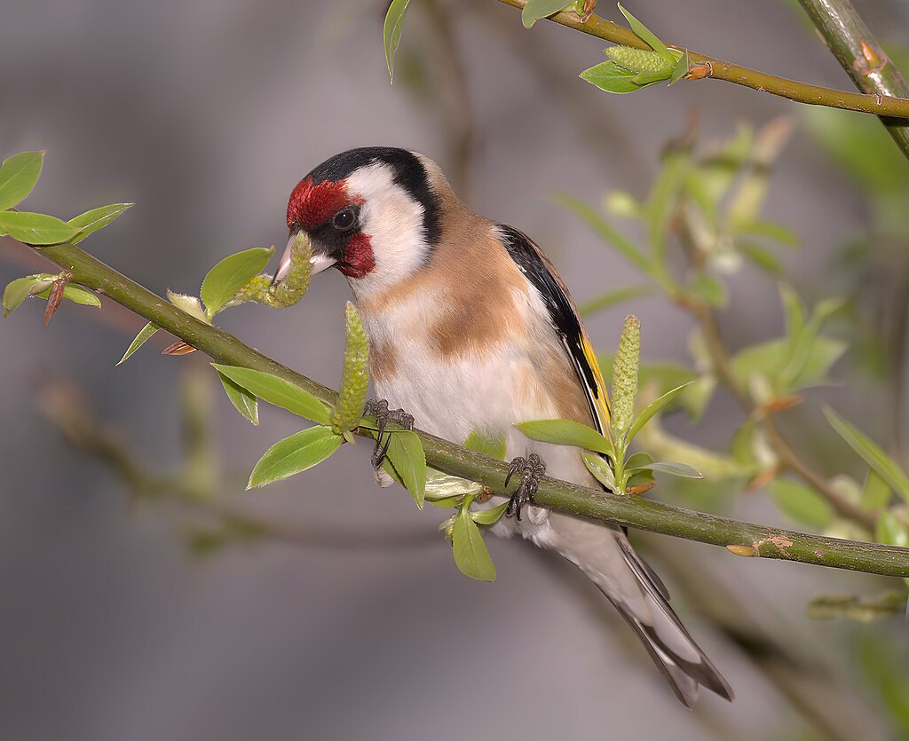 Le chardonneret en Algérie : un oiseau en danger